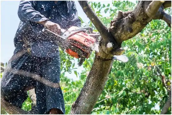 tree services Kingfisher
